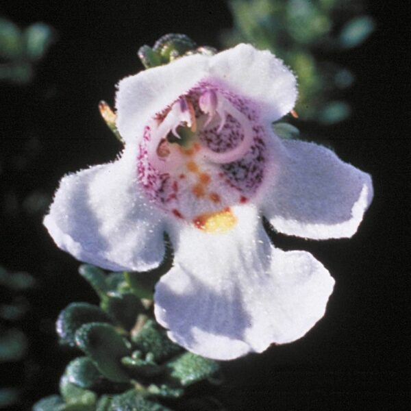 Alpine Mint Bush - immagine 2