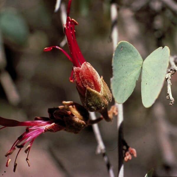 Bauhinia - immagine 2