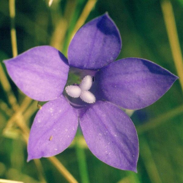 Bluebell - immagine 2
