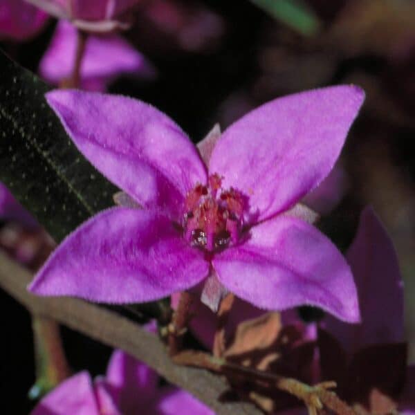 Boronia - immagine 2