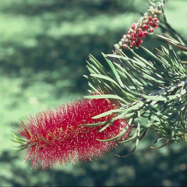 Bottlebrush - immagine 2