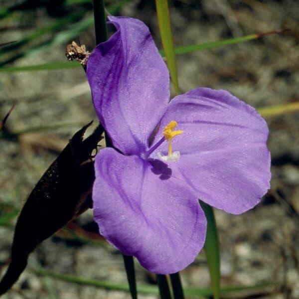 Bush Iris - immagine 2
