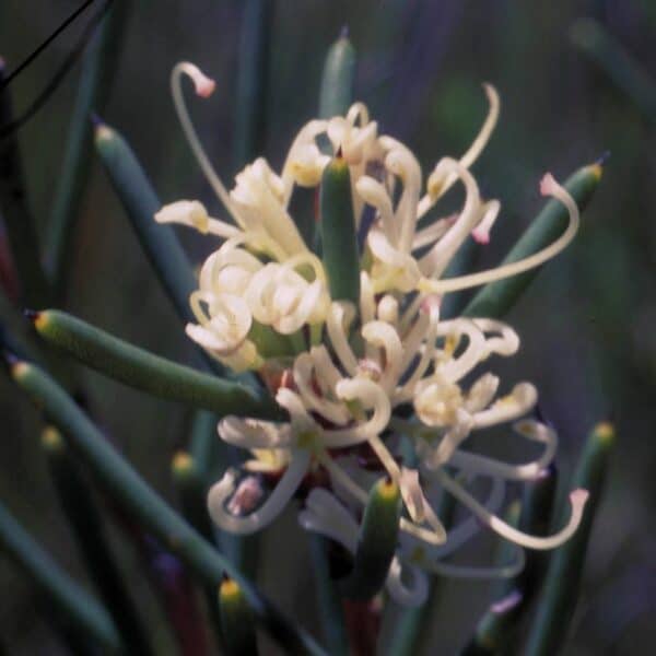 Dagger Hakea - immagine 2