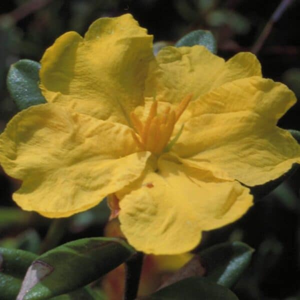 Hibbertia - immagine 2