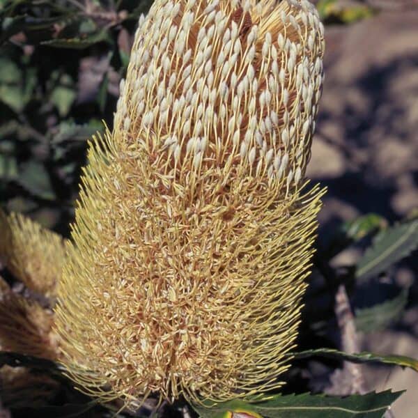Old Man Banksia - immagine 2