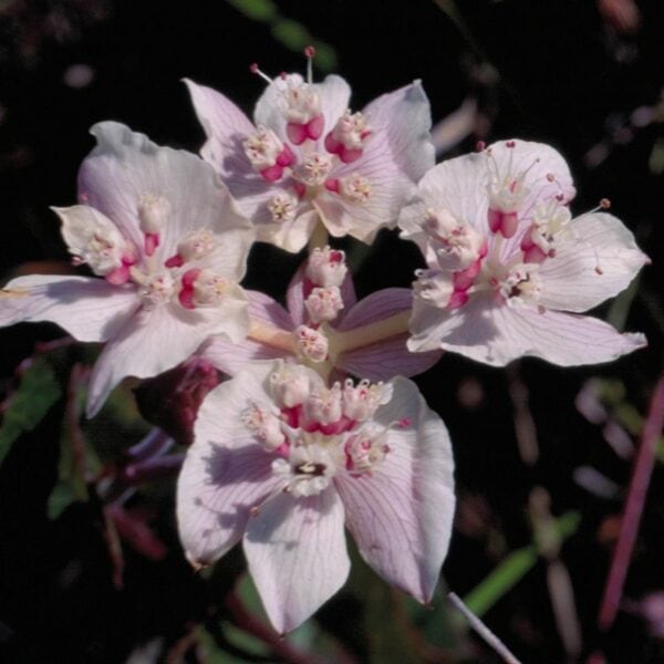 Southern Cross - immagine 2