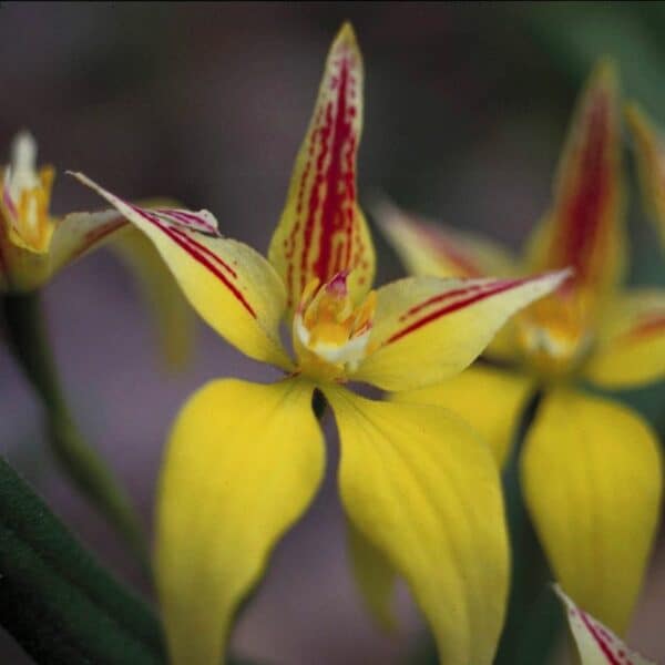 Yellow Cowslip Orchid - immagine 2
