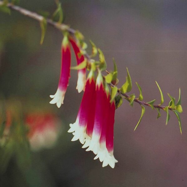 Bush Fuchsia - immagine 2