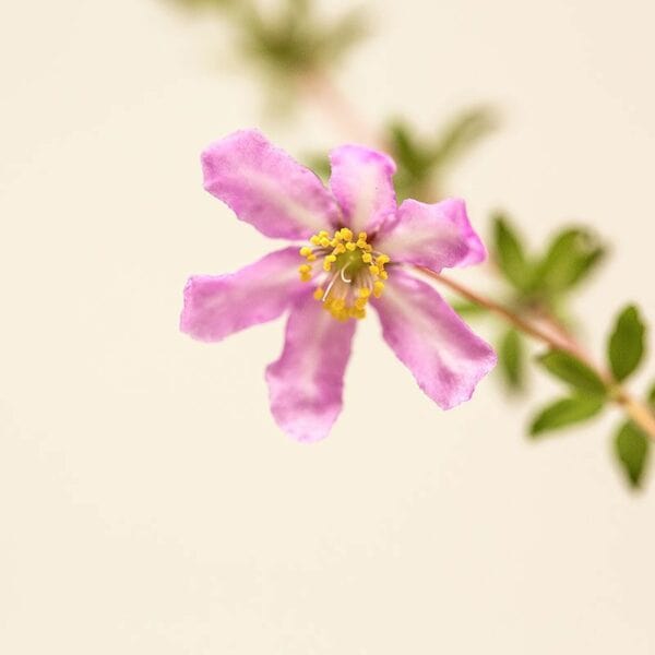 Dog Rose - immagine 2
