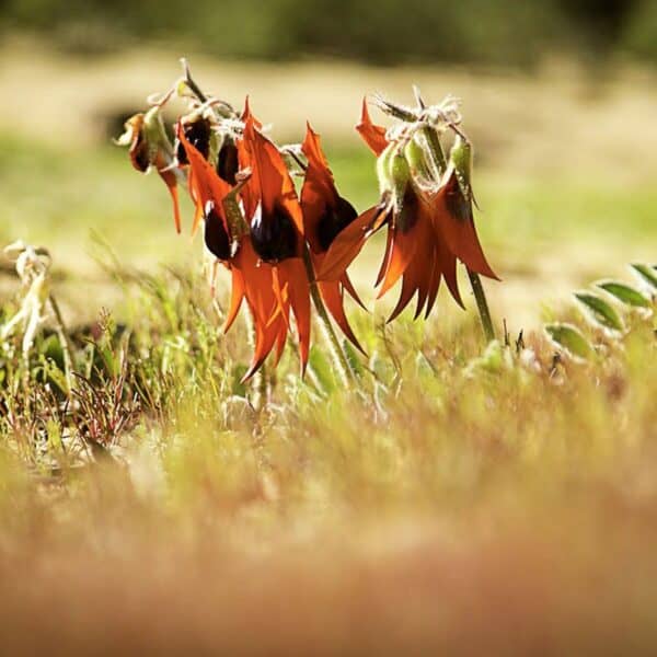 Sturt Desert Pea - immagine 2