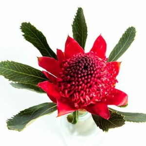 Floriterapia Australiana