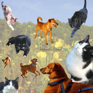 Floriterapia per i nostri amici animali